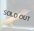 アガシジィ　ファイヤーレッド（初心者支援セット）