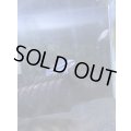 トリファスキアータ（欧州ブリード）1ペア（店長色揚げ個体