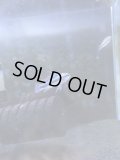 トリファスキアータ（欧州ブリード）1ペア（店長色揚げ個体