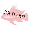 アタフアルパ