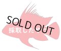レタカラの一種　3cnほど　雌雄不明