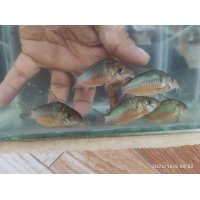 コリドラス　ゲルイ（多分メス）