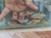 コリドラス　ゲルイ（多分メス）